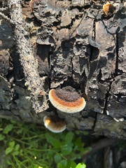 Gloeophyllum sepiarium