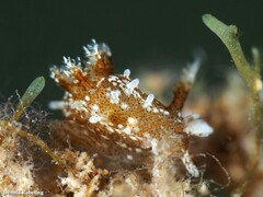 Okenia polycerelloides