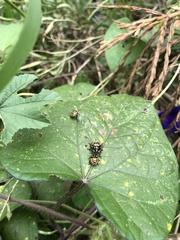 Murgantia histrionica