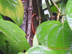 Trigoniulus corallinus