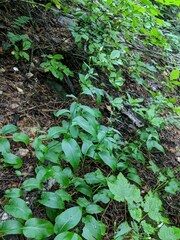 Symphyotrichum ciliolatum