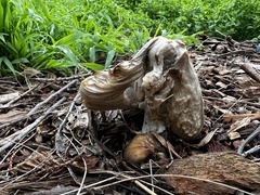 Chlorophyllum brunneum