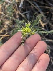 Chrysothamnus viscidiflorus