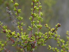 Adenostoma fasciculatum