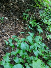 Symphyotrichum ciliolatum