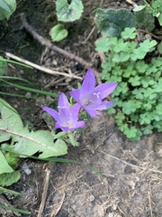 Campanula rotundifolia