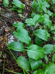Symphyotrichum ciliolatum