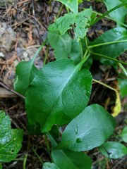 Symphyotrichum ciliolatum