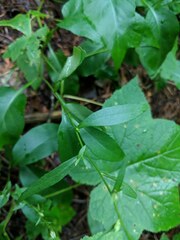 Symphyotrichum ciliolatum