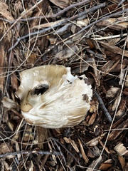 Chlorophyllum brunneum