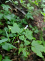 Symphyotrichum ciliolatum