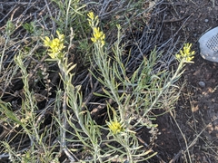 Chrysothamnus viscidiflorus