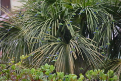 Brotogeris cyanoptera