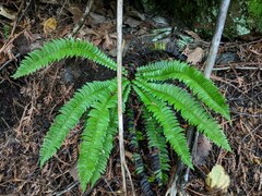 Polystichum lonchitis