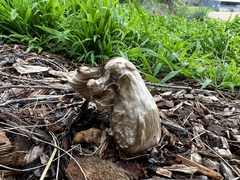 Chlorophyllum brunneum
