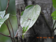 Nephila pilipes