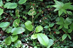 Pyrola elliptica