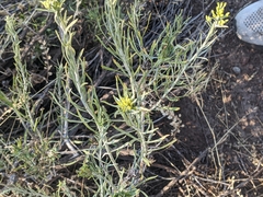 Chrysothamnus viscidiflorus