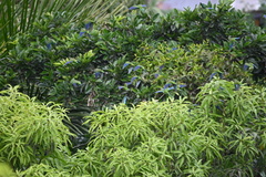 Brotogeris cyanoptera