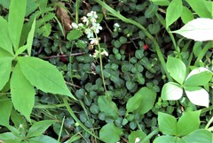 Pyrola elliptica