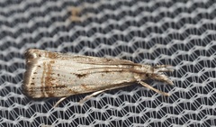 Microcrambus