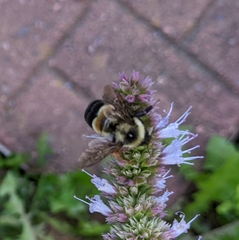 Bombus affinis