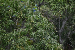 Brotogeris cyanoptera