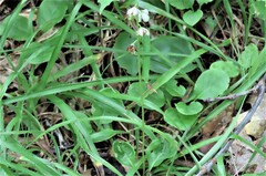 Pyrola elliptica