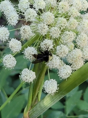 Bombus vosnesenskii