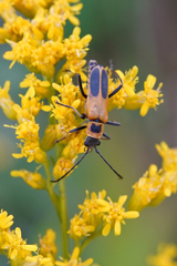 Chauliognathus pensylvanicus