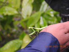 Hierodula membranacea