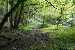 Salamandra salamandra