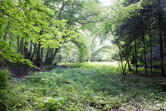 Salamandra salamandra