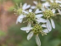 Doellingeria umbellata