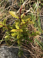 Syzygium smithii