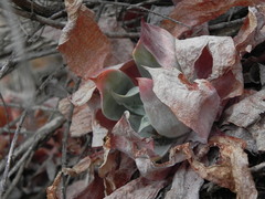 Dudleya pulverulenta