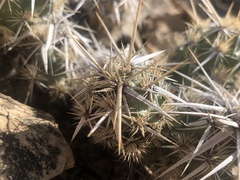 Cactaceae