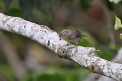 Passer domesticus
