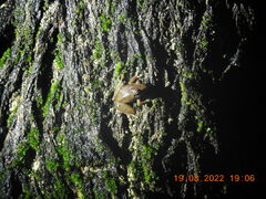 Pseudophilautus amboli