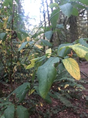 Oemleria cerasiformis