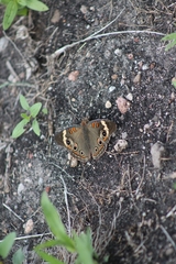 Junonia coenia