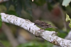 Passer domesticus