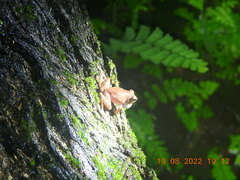 Pseudophilautus amboli