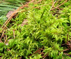 Pleurozium schreberi