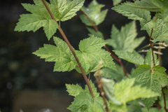 Physocarpus capitatus