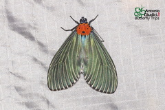Neochera dominia