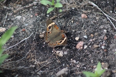 Junonia coenia