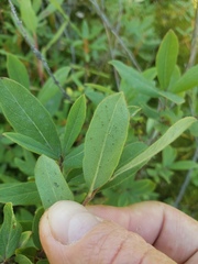 Lonicera villosa