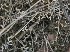 Selaginella cinerascens