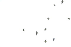 Brotogeris cyanoptera